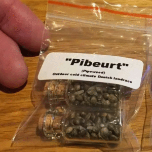 Pipeweed Seeds