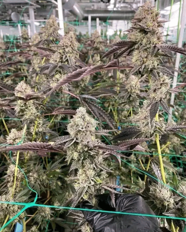Platinum Blue Dream - Image 2