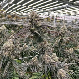 Platinum Blue Dream