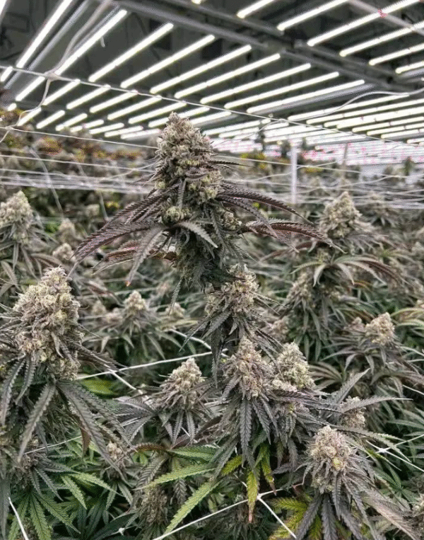 Platinum Blue Dream