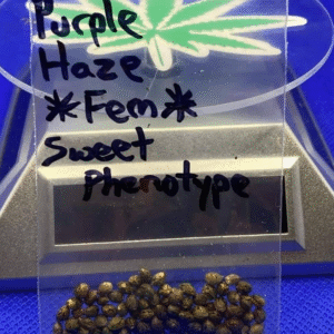 Purple Haze Seed