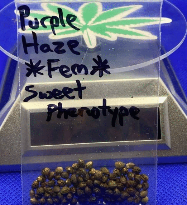 Purple Haze Seed