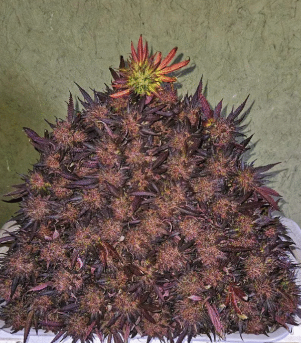 Purple Epoxy - Image 3