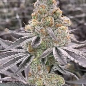 Slurricane