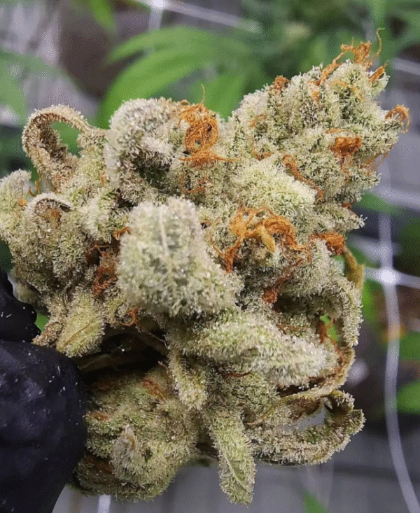 Sour Diesel - Image 2
