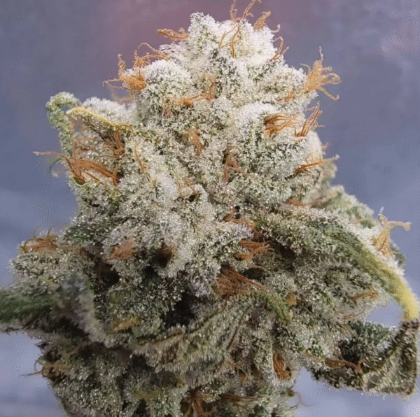 Sour Diesel - Image 3