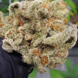 Sour Diesel