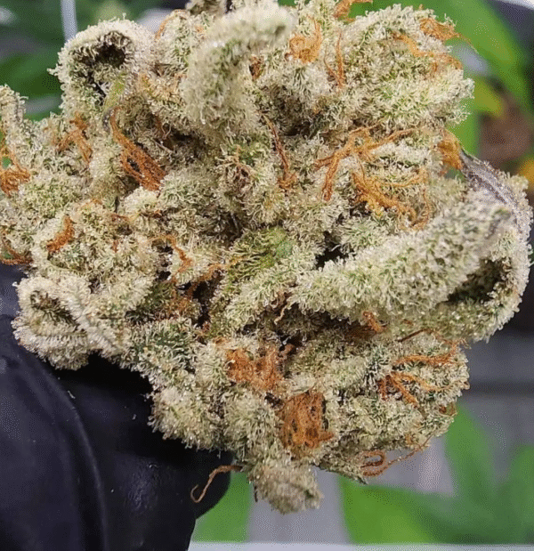 Sour Diesel