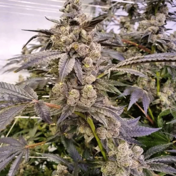 Spritzer (Runtz x MAC1) x Grape Pie - Image 3
