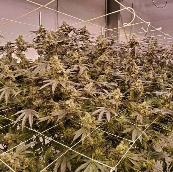 Spritzer (Runtz x MAC1) x Grape Pie - Image 2