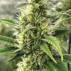 Strawberry Cheesecake