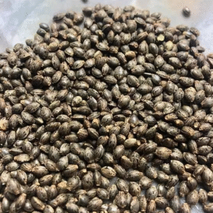Strawberry Cheesecake Seed