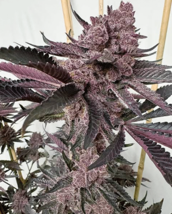 Strawberry Punch - Image 2