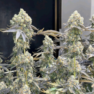 Super Chronic