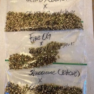 TOP QUALITY SEEDS
