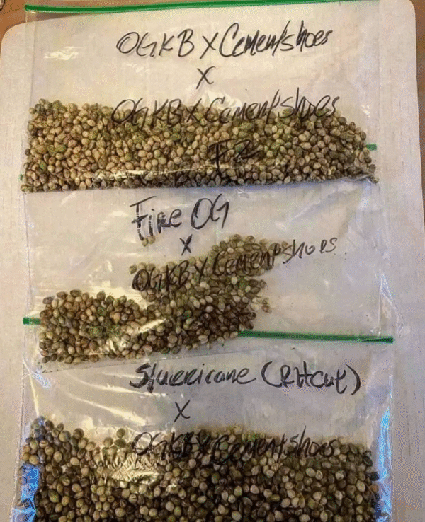 TOP QUALITY SEEDS