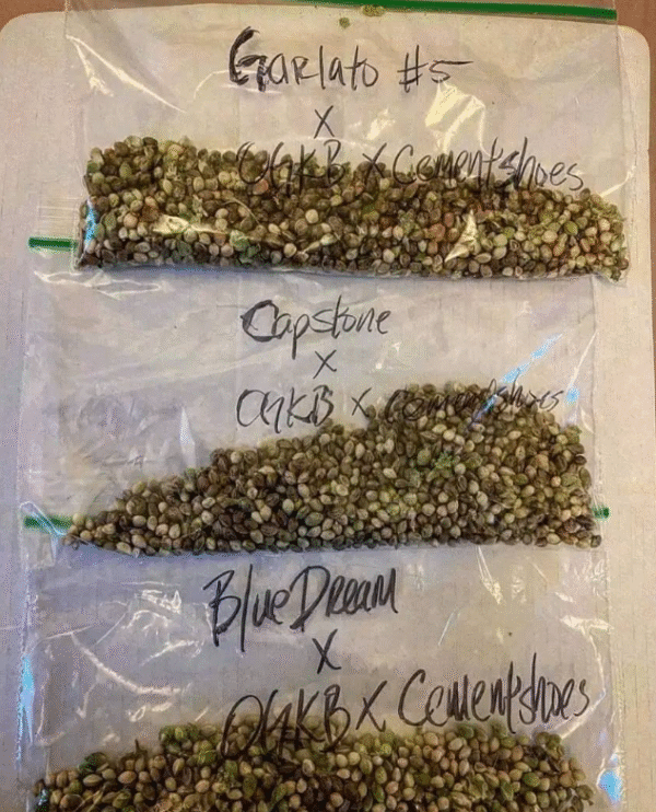TOP QUALITY SEEDS - Image 3