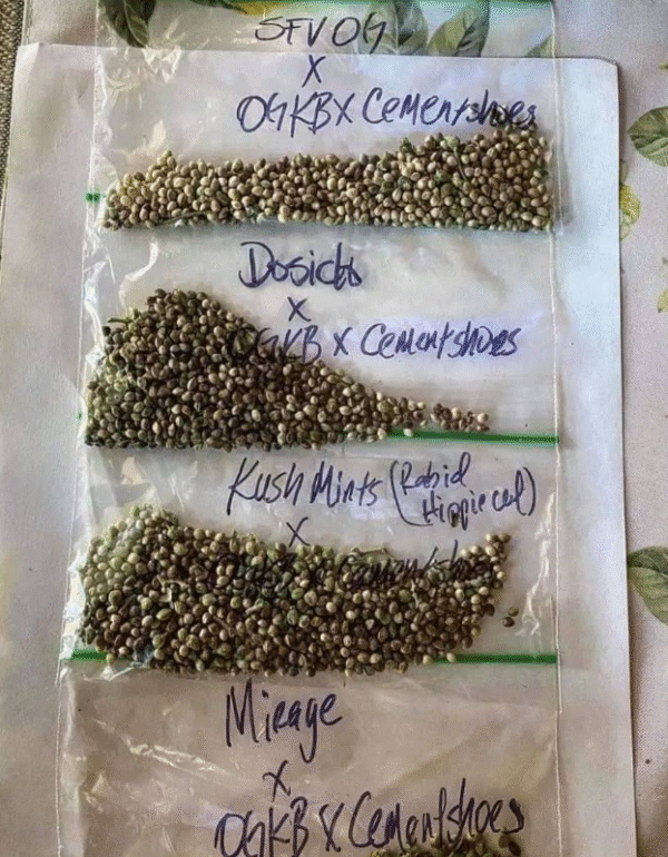 TOP QUALITY SEEDS - Image 2