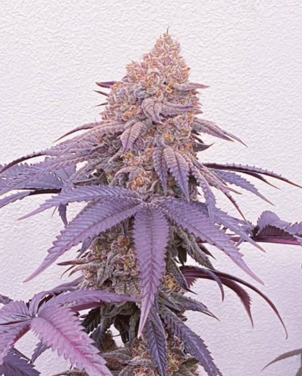 Trim Jail - Image 3
