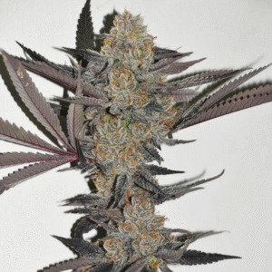 Tropicana Cookies