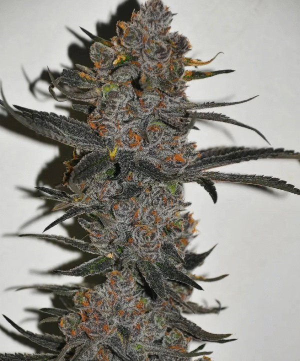 Tropicana Cookies - Image 2