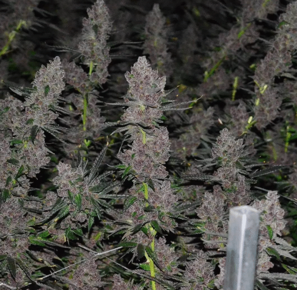 Tropicana Cookies - Image 3