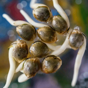 Tropicana Cherry Seed