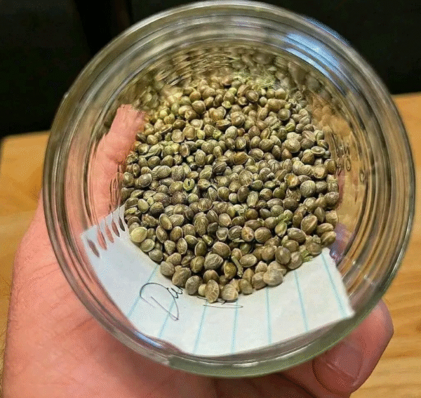 Tropicana Cherry Seed - Image 2