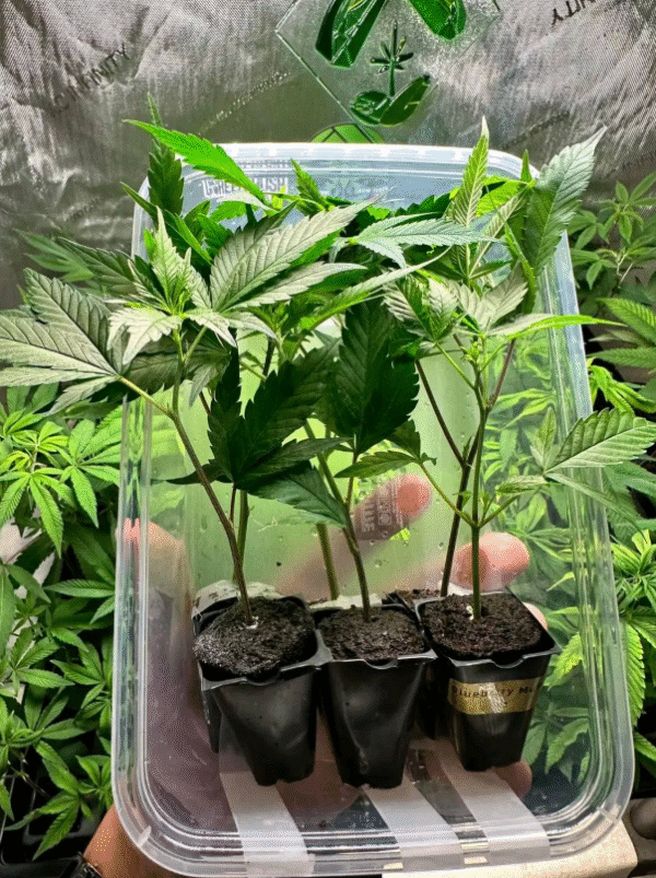 Tropicana Cherry