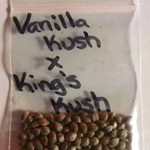 Vanilla Kush X King's Kush