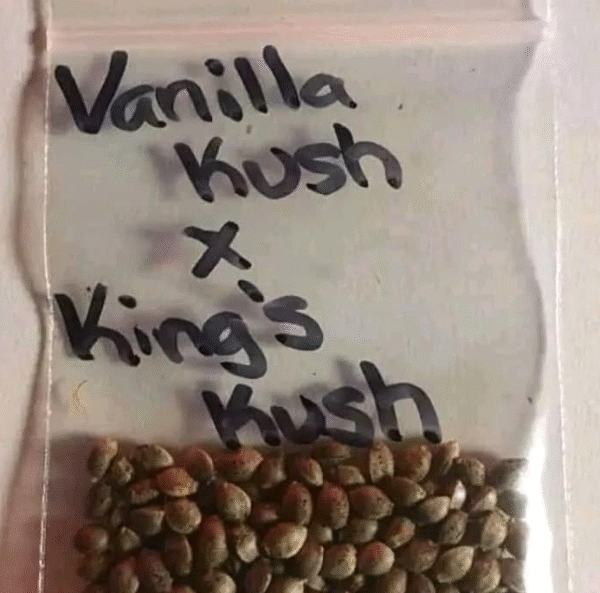 Vanilla Kush X King's Kush