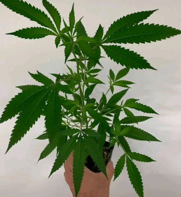 Vanilla Kush X King's Kush - Image 3