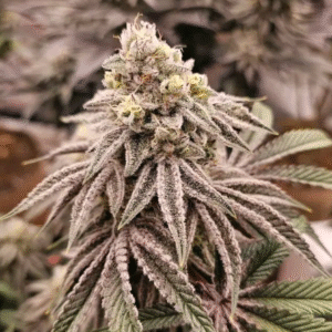 Bio365 BioFlower