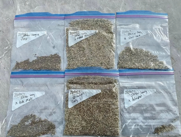 Seed Varieties - Image 3