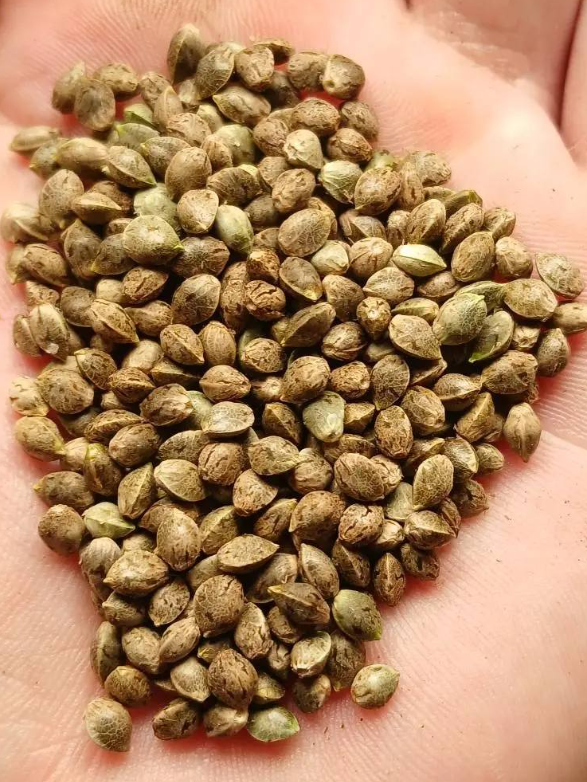 geneticseedhandisplayforviewersonly