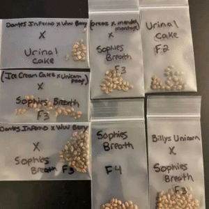 Seed Varieties