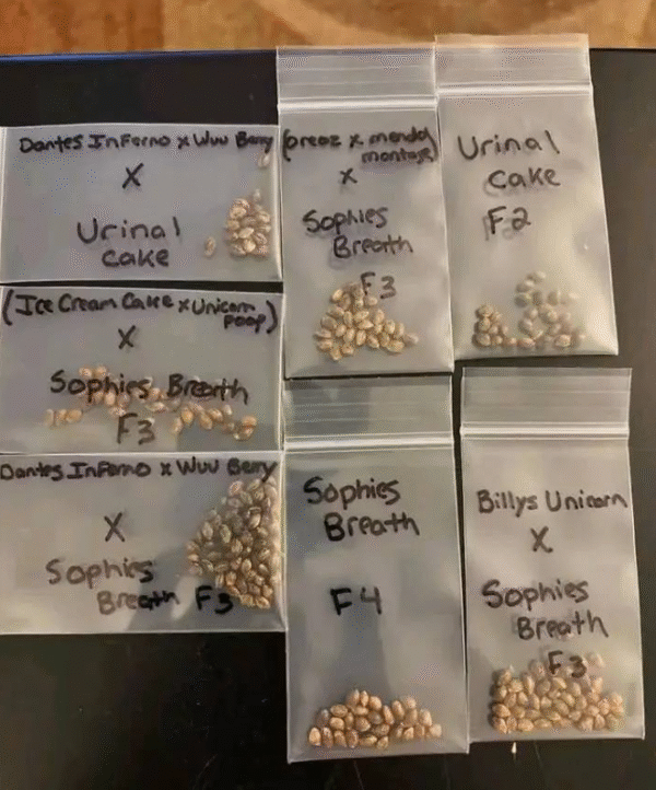 Seed Varieties