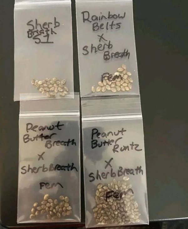 Seed Varieties - Image 7