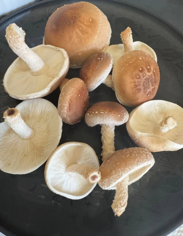 Shiitake Mushrooms