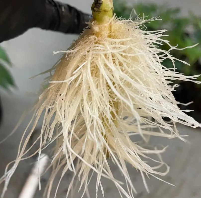 transplantingdayshowingroots