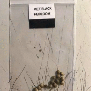 Viet black Heirloom
