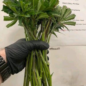 Amnesia Haze