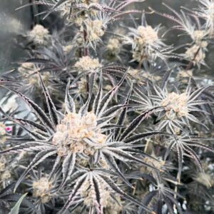 Sour diesel