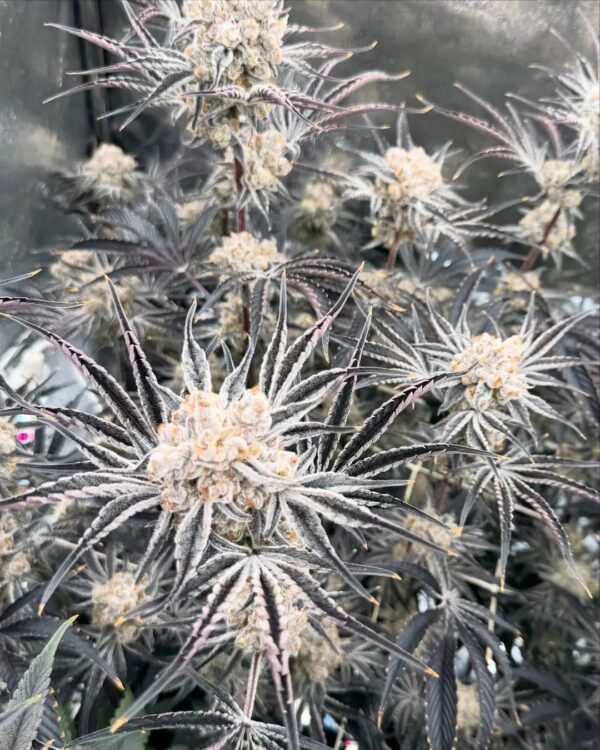 Sour diesel