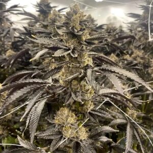 Afghan Kush