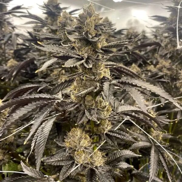 Afghan Kush