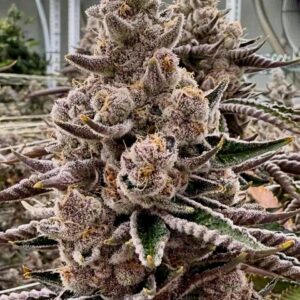Godfather OG