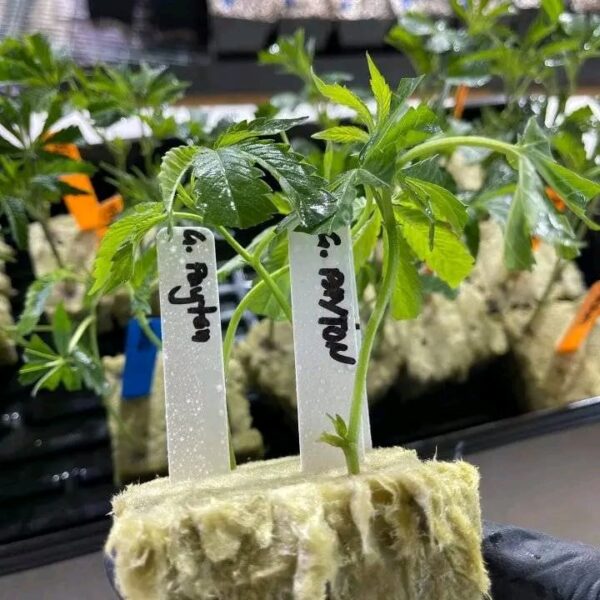 Gelato