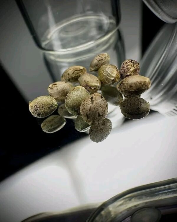 Sour Diesel